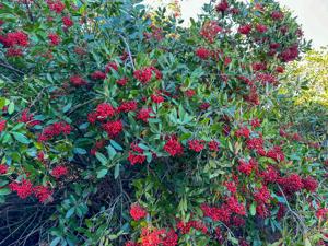 San Joaquin Wildlife Sanctuary Wild Berries